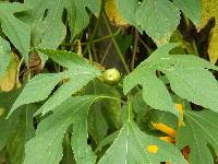 Tithonia diversifolia image