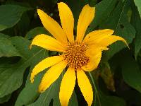 Tithonia diversifolia image