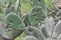 Opuntia ficus-indica image