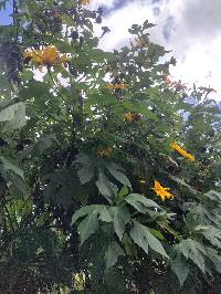 Tithonia diversifolia image