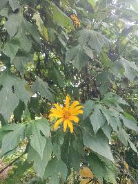 Tithonia diversifolia image