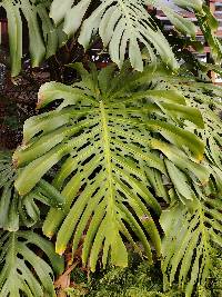 Monstera deliciosa image