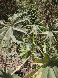 Ricinus communis image