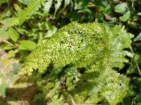 Pilea myriophylla image