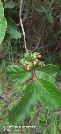 Image of Psidium guajava