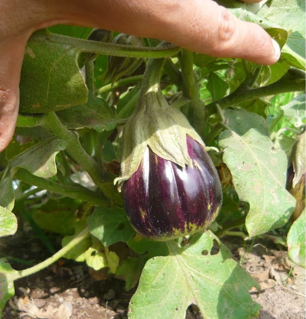 Solanum melongena image