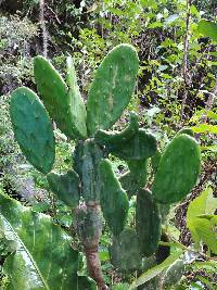 Opuntia ficus-indica image