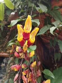 Thunbergia mysorensis image