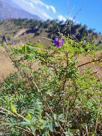 Dalea coerulea image