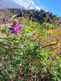 Dalea coerulea image