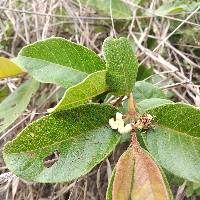 Psidium guineense image