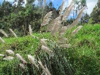 Cortaderia nitida image