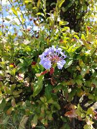 Plumbago auriculata image