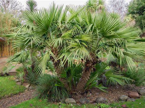 Chamaerops humilis image