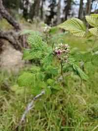 Rubus niveus image