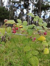 Rubus niveus image