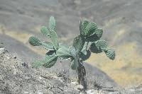 Opuntia ficus-indica image