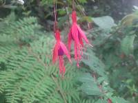 Fuchsia magellanica image