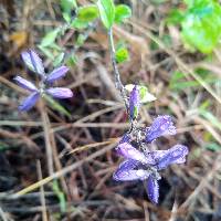 Lupinus pubescens image