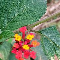 Lantana camara image