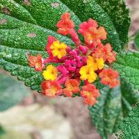 Lantana camara image