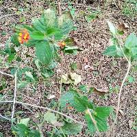 Lantana camara image