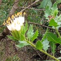 Cantua quercifolia image