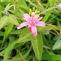 Passiflora sanguinolenta image