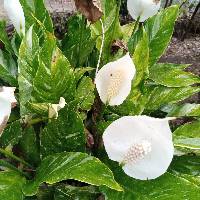 Spathiphyllum wallisii image