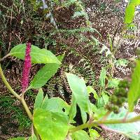 Phytolacca icosandra image