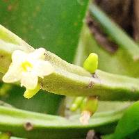 Rhipsalis micrantha image