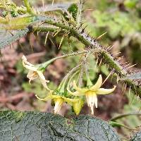 Solanum acerifolium image