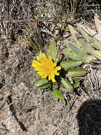 Hypochaeris sessiliflora image