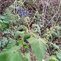 Salvia macrophylla image