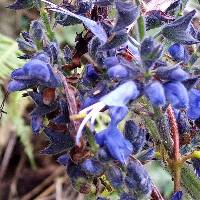 Salvia macrophylla image