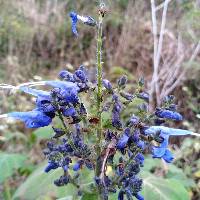 Salvia macrophylla image