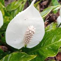 Spathiphyllum wallisii image