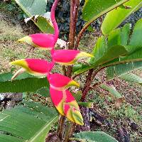 Heliconia rostrata image