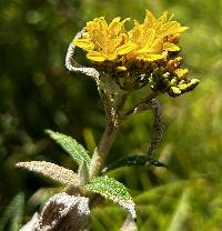 Cacosmia rugosa image