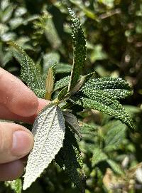 Cacosmia rugosa image