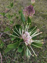 Oreocallis grandiflora image