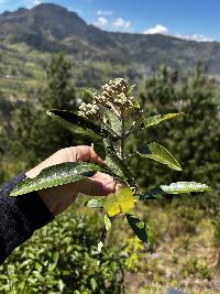 Gynoxys laurifolia image