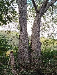 Ceiba insignis image