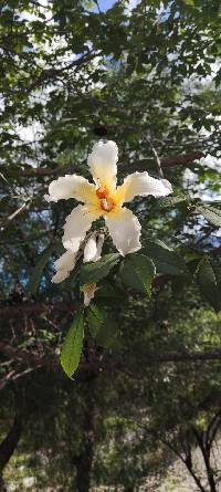 Ceiba insignis image