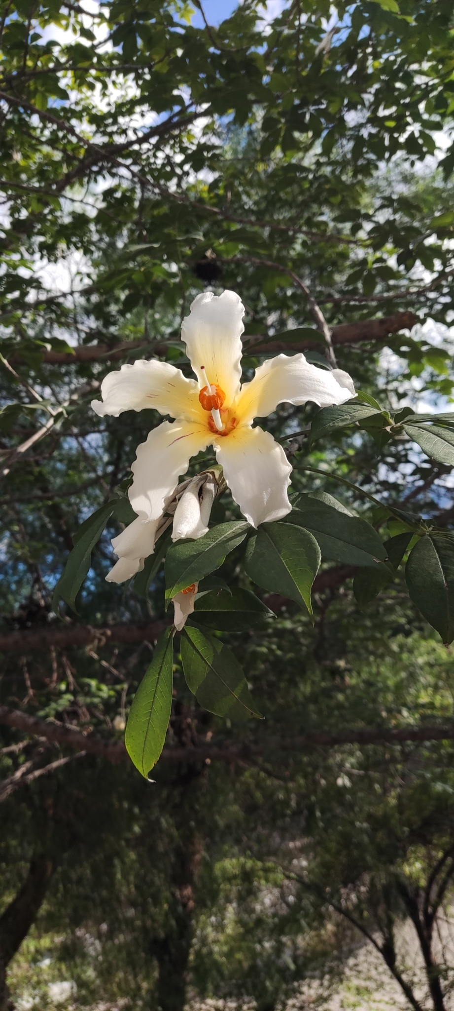 Ceiba insignis image