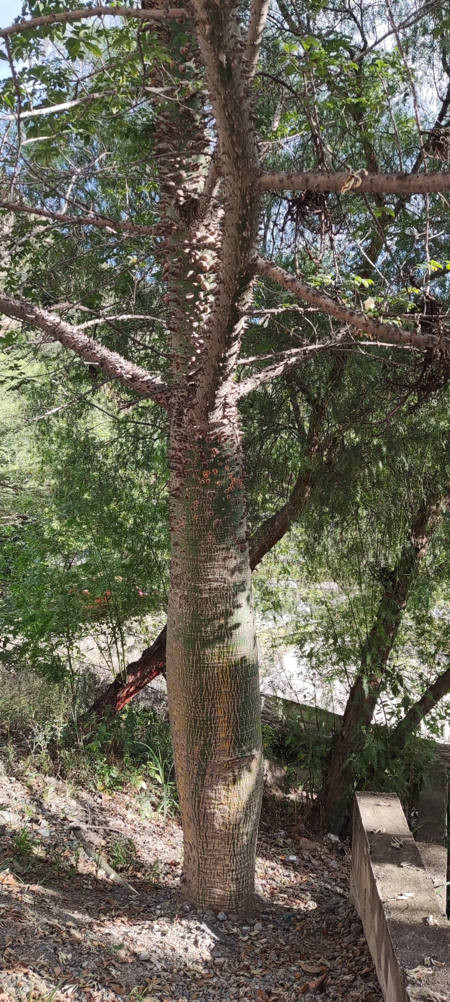 Ceiba insignis image