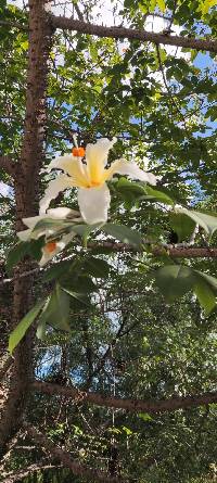 Ceiba insignis image