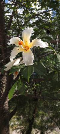 Ceiba insignis image