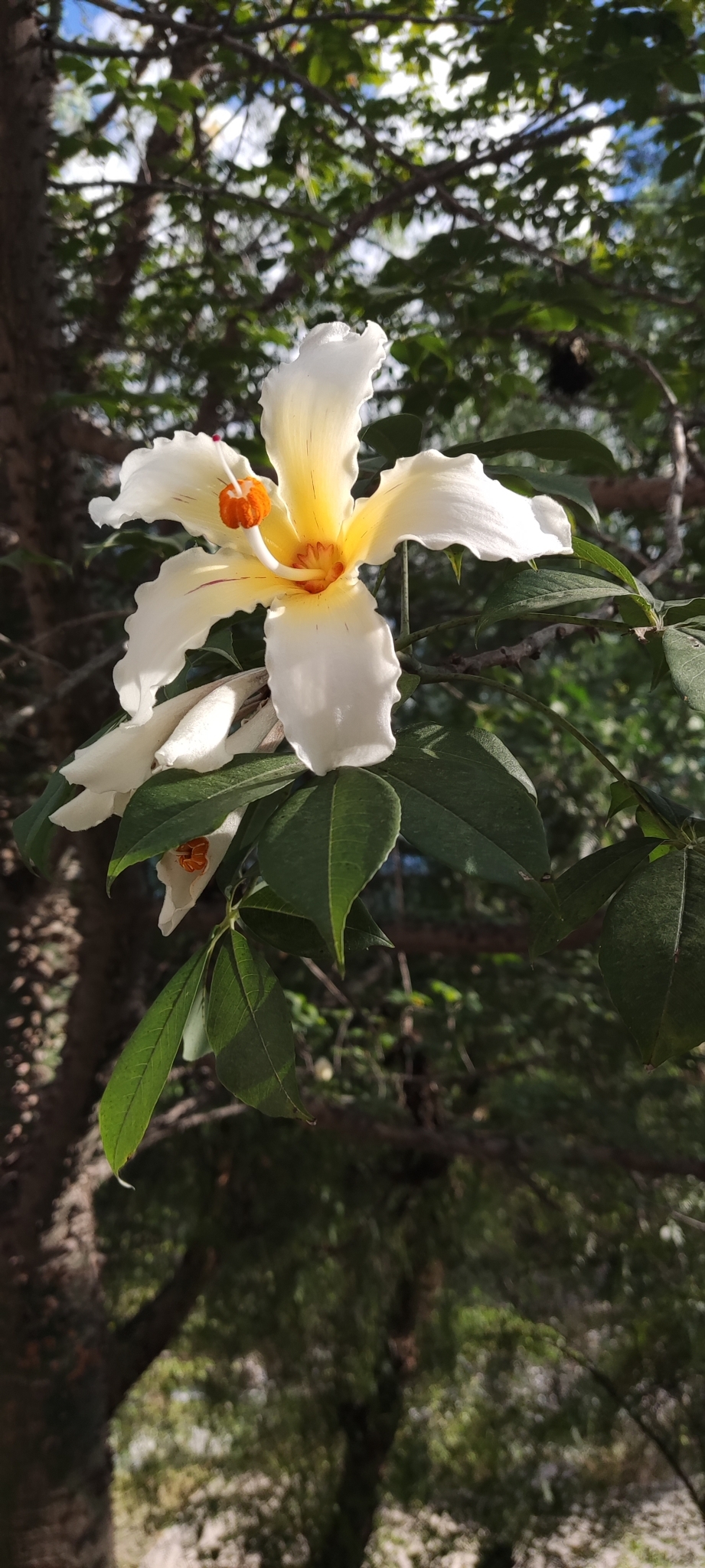 Ceiba insignis image