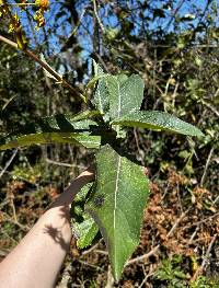 Dendrophorbium amplexicaule image